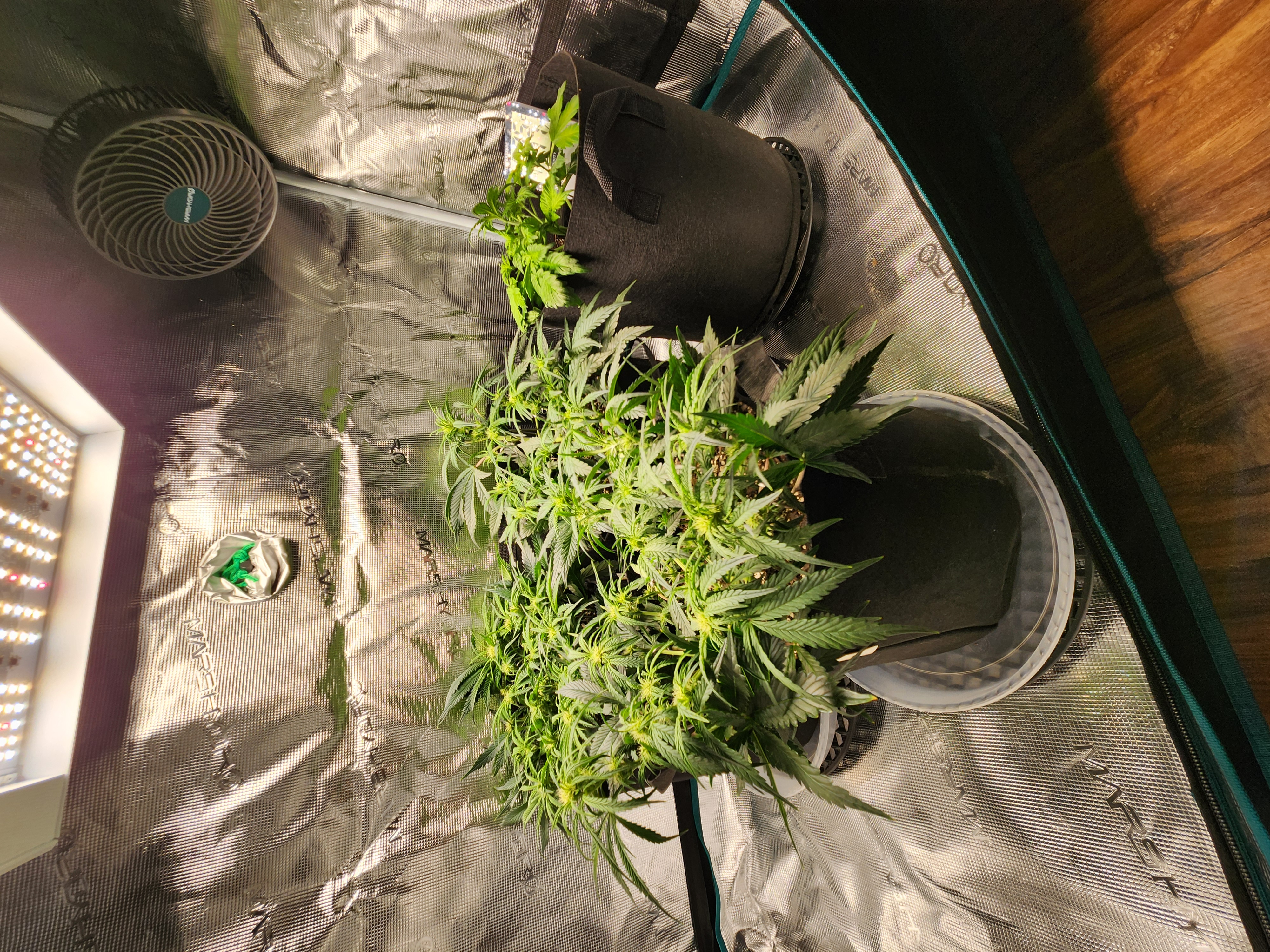 Autoflower grow. my first grow β flower, day 40