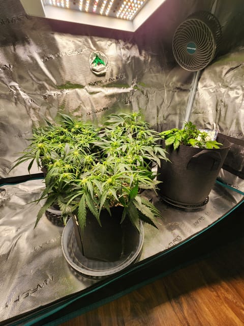 Autoflower grow. my first grow — flower, day 40