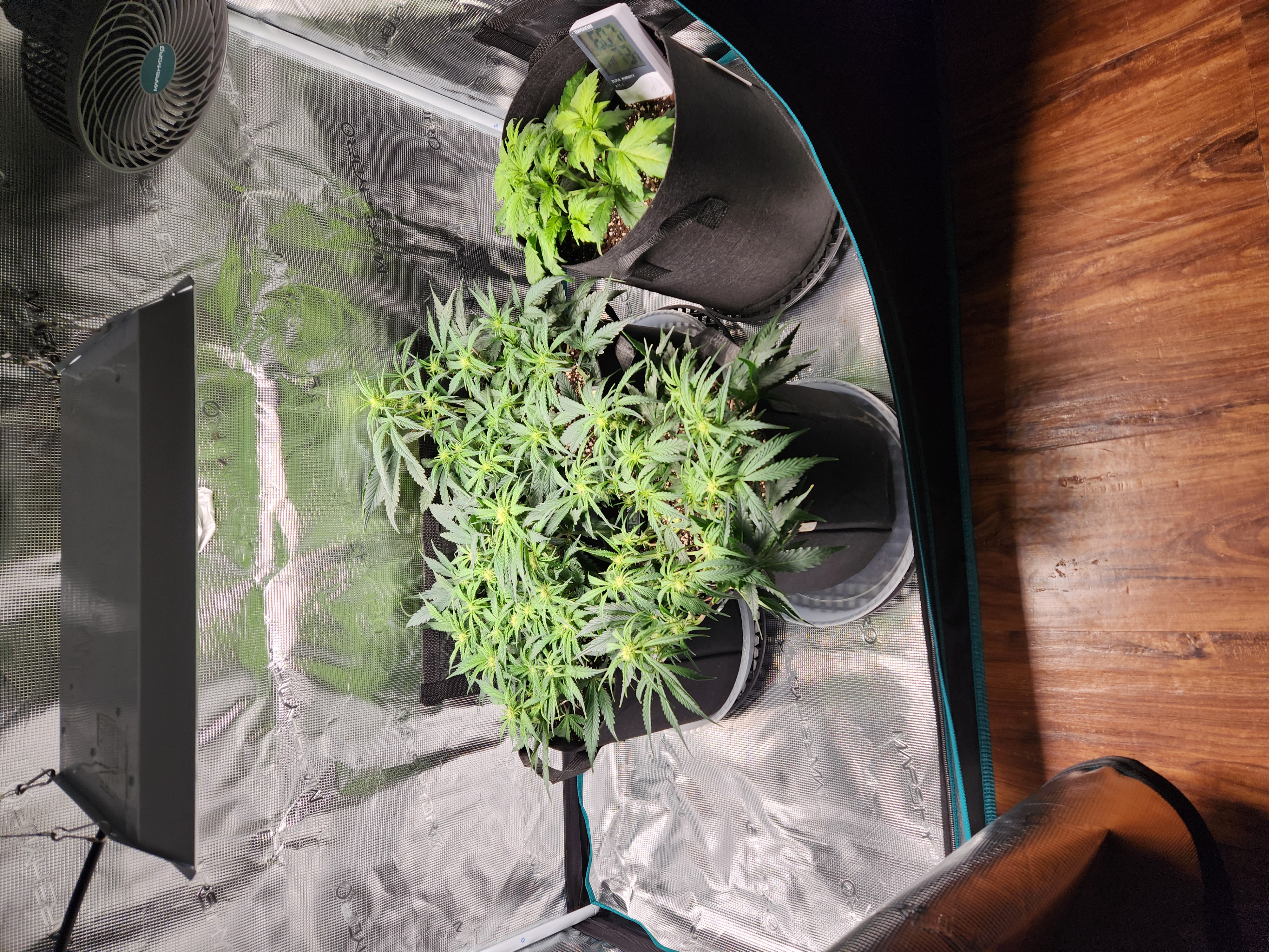 Autoflower grow. my first grow β flower, day 40