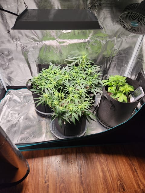 Autoflower grow. my first grow — flower, day 40