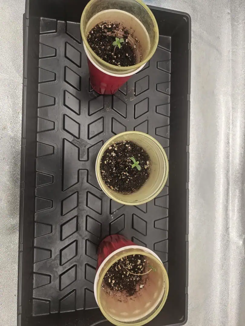 first grow — seedling_rooting, day 4