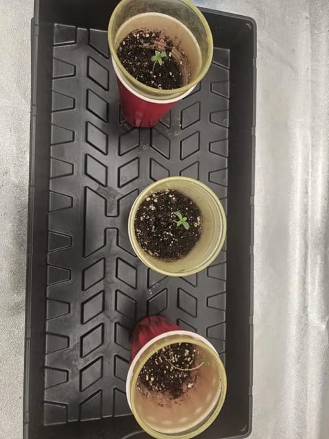 first grow — seedling_rooting, day 4