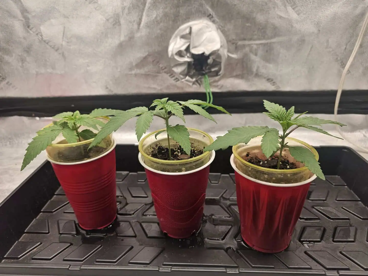 first grow — seedling_rooting, day 18