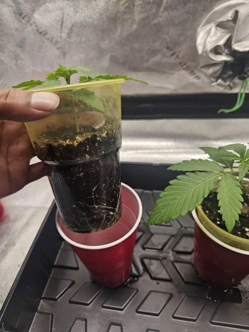 first grow — seedling_rooting, day 18
