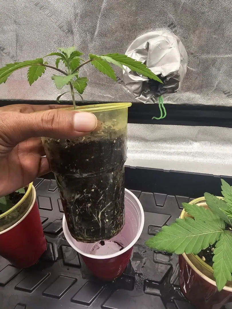 first grow — seedling_rooting, day 18