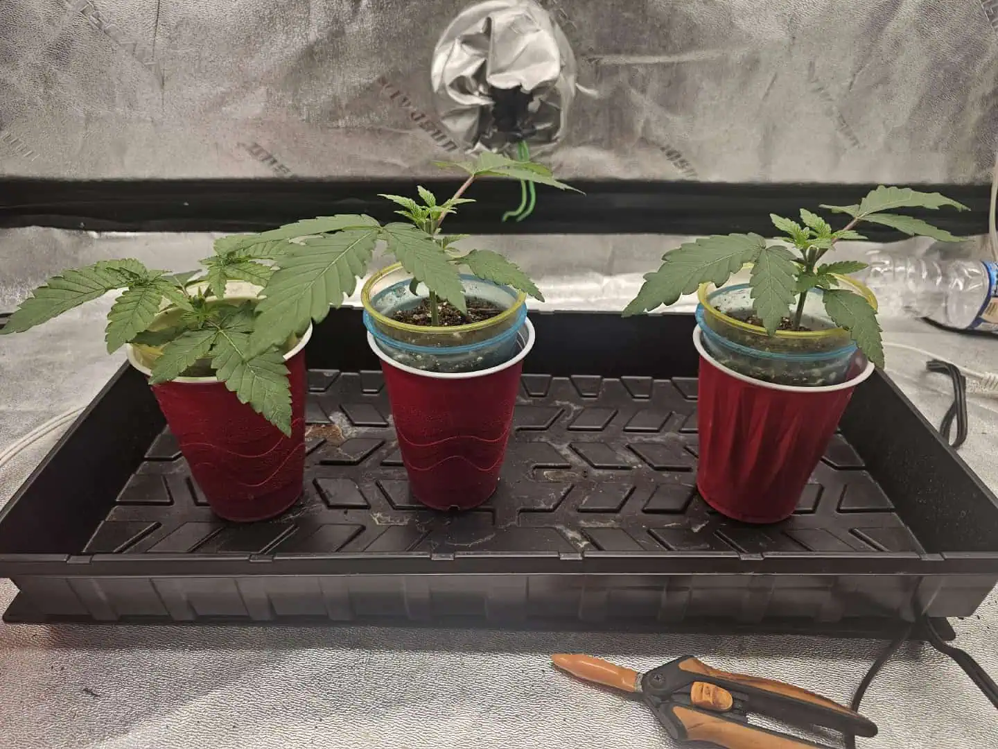 first grow — seedling_rooting, day 23
