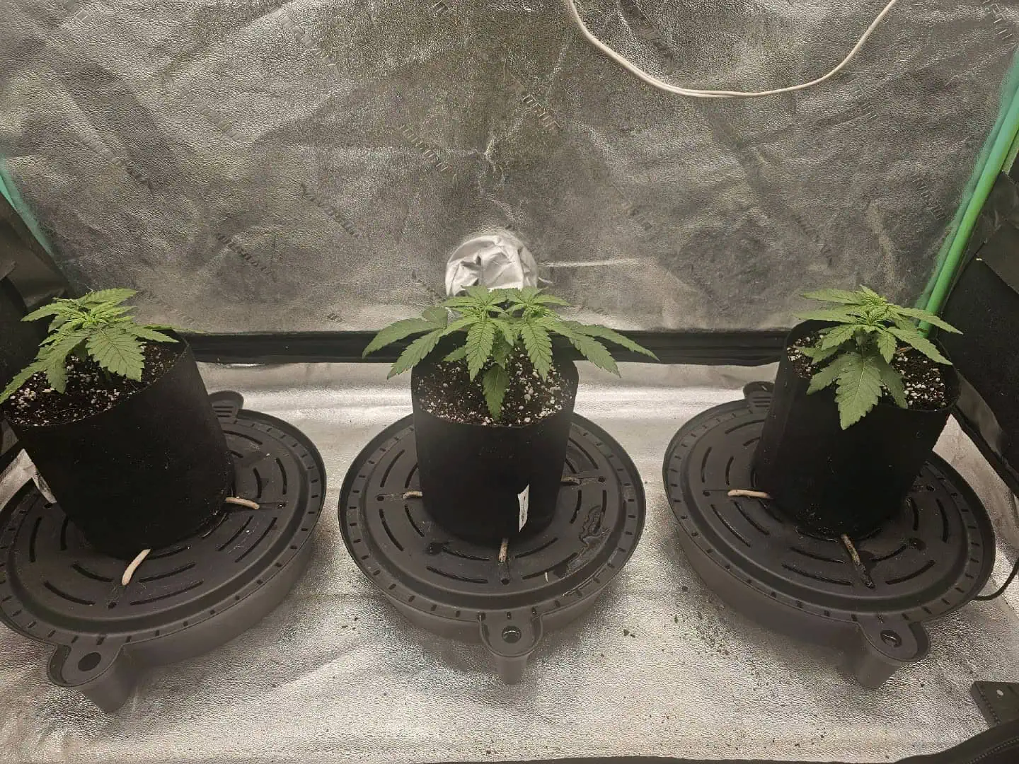 first grow — vegetative, day 27