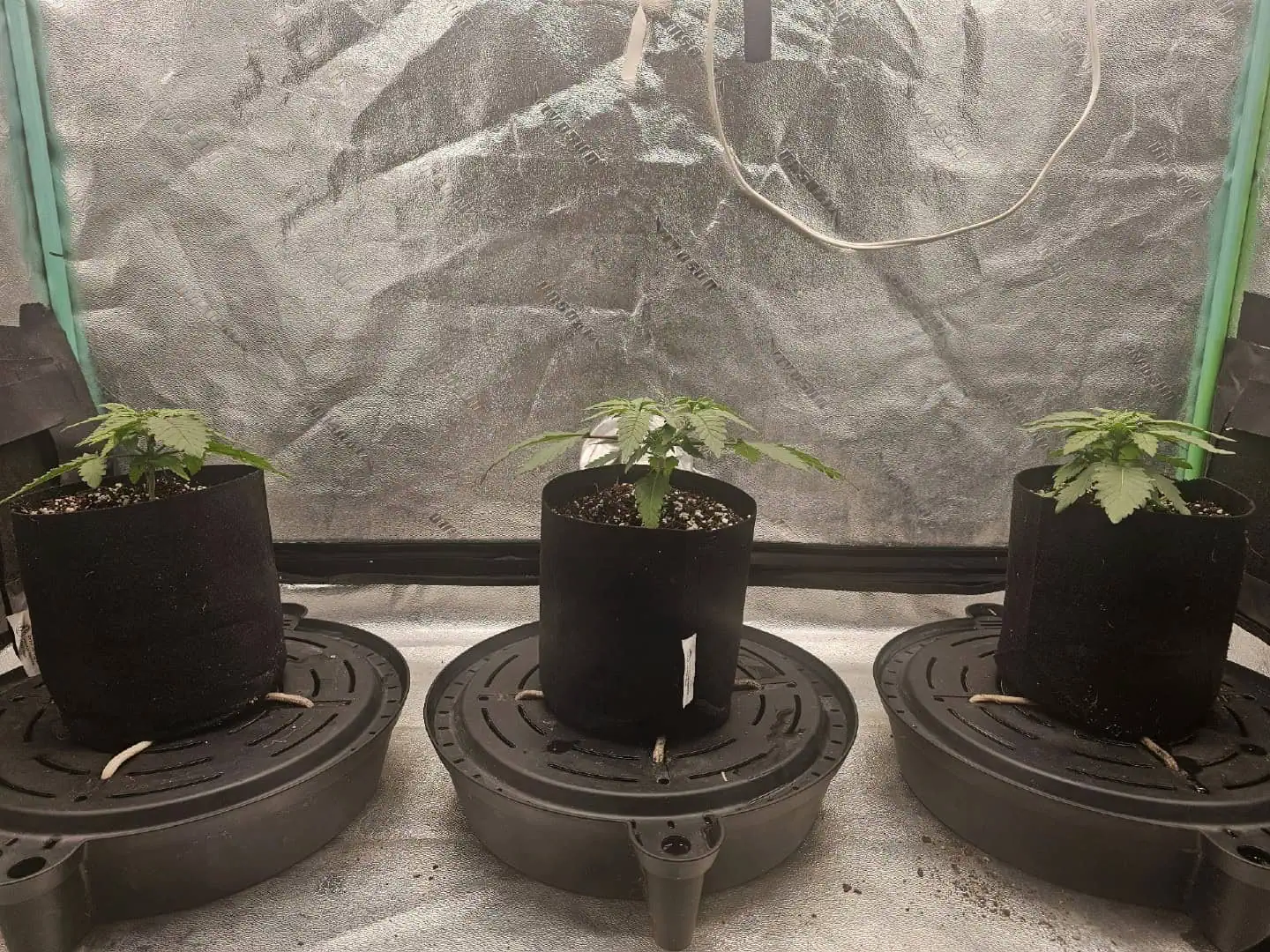 first grow — vegetative, day 27