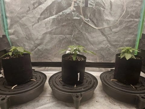 first grow — vegetative, day 27