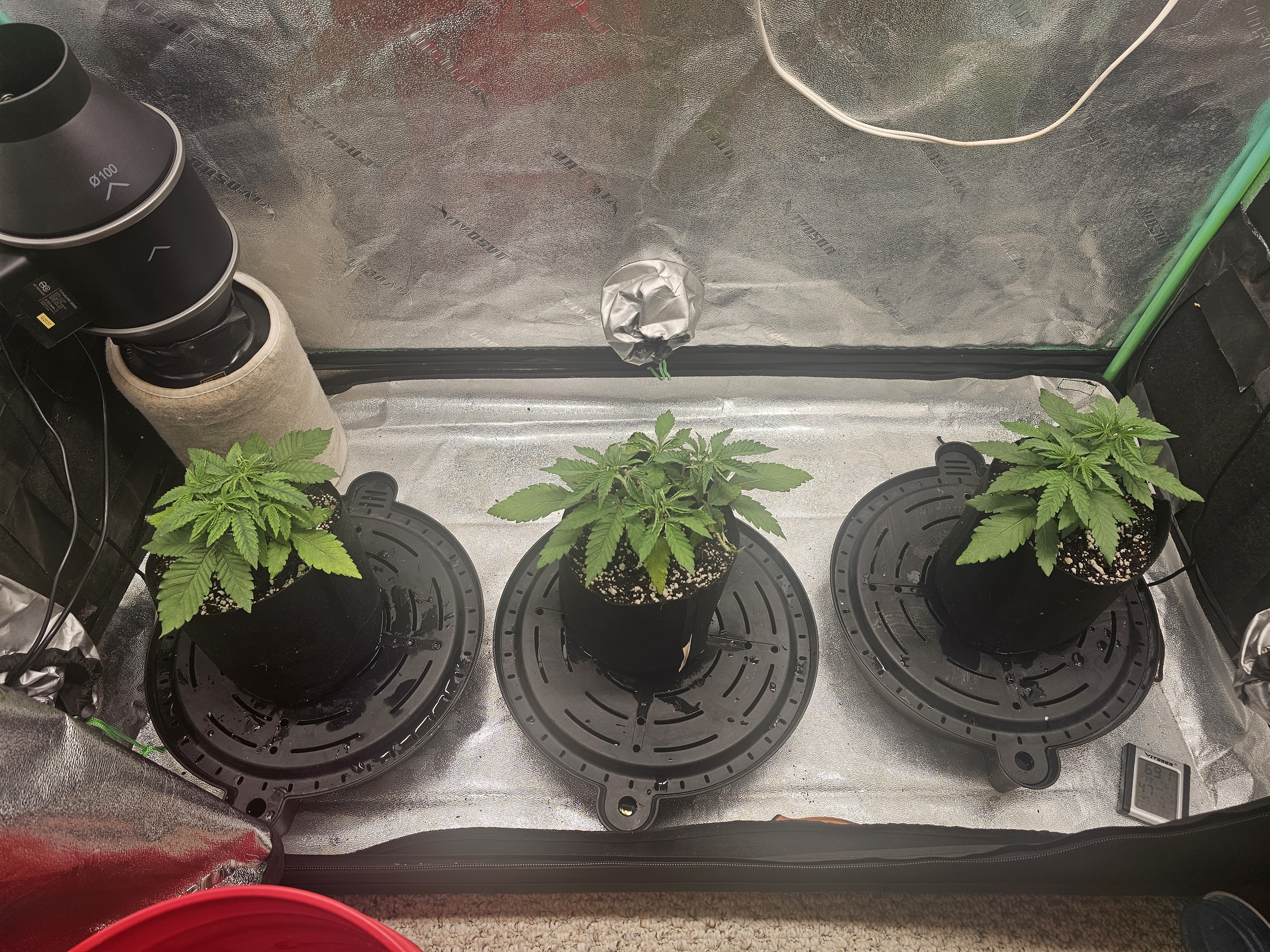 first grow — vegetative, day 33