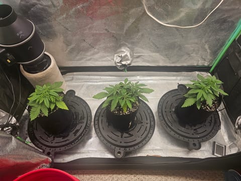 first grow — vegetative, day 33