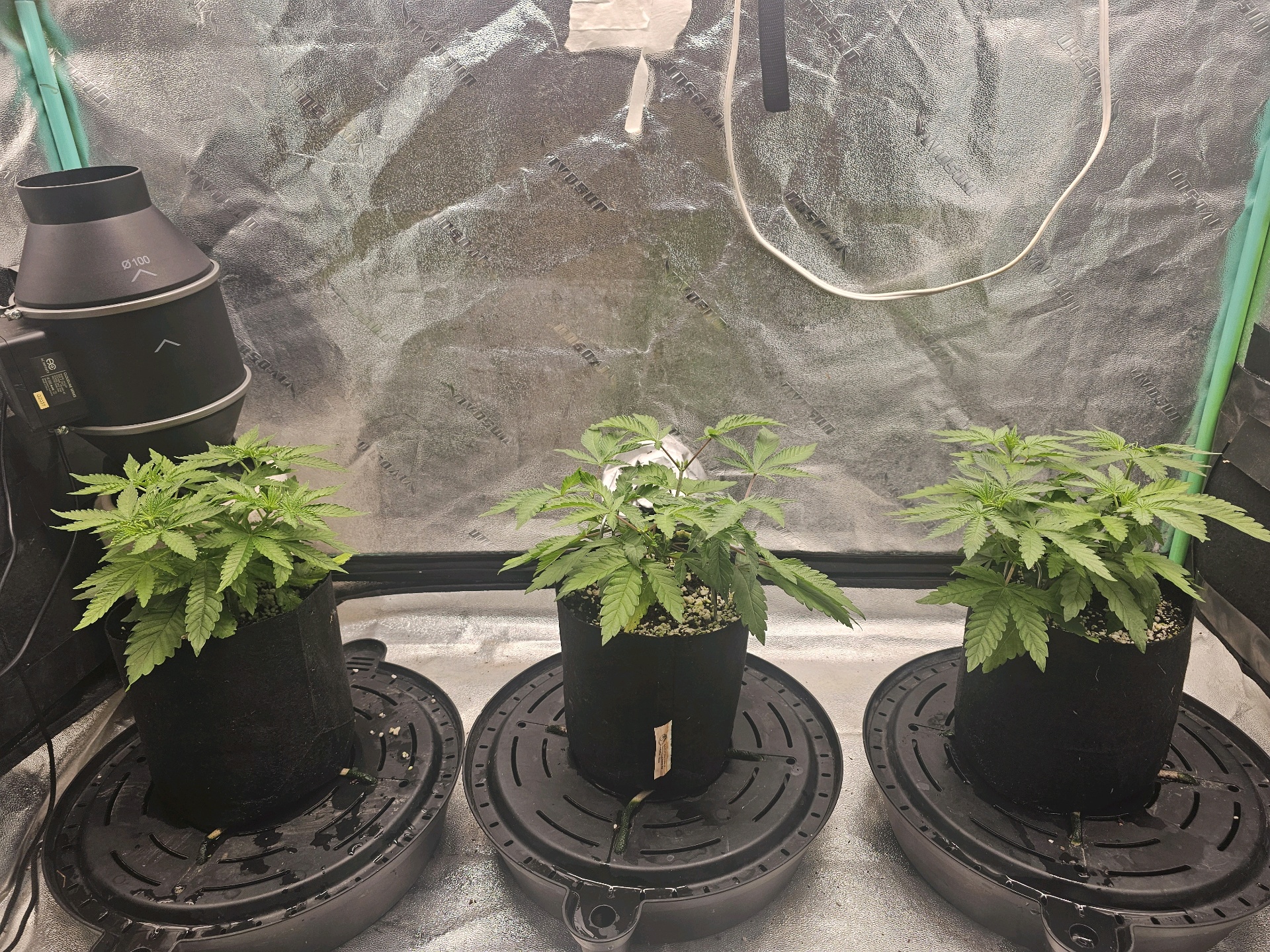 first grow — vegetative, day 42