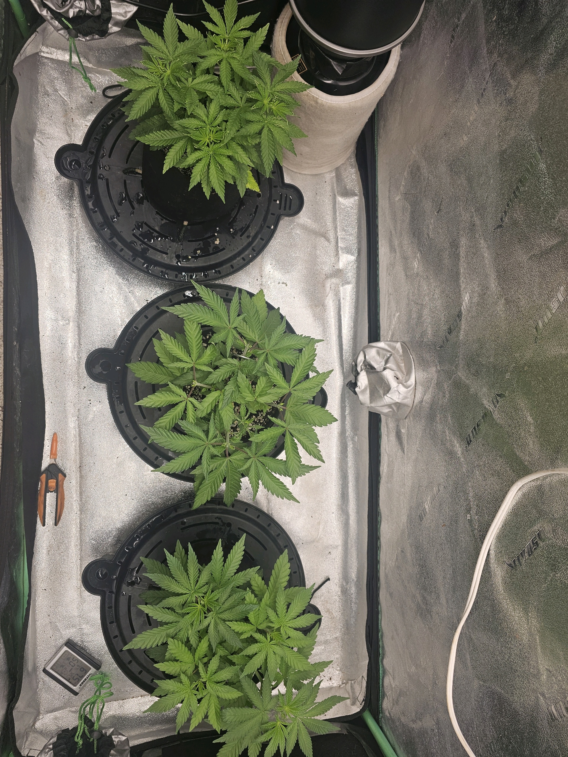 first grow — vegetative, day 42