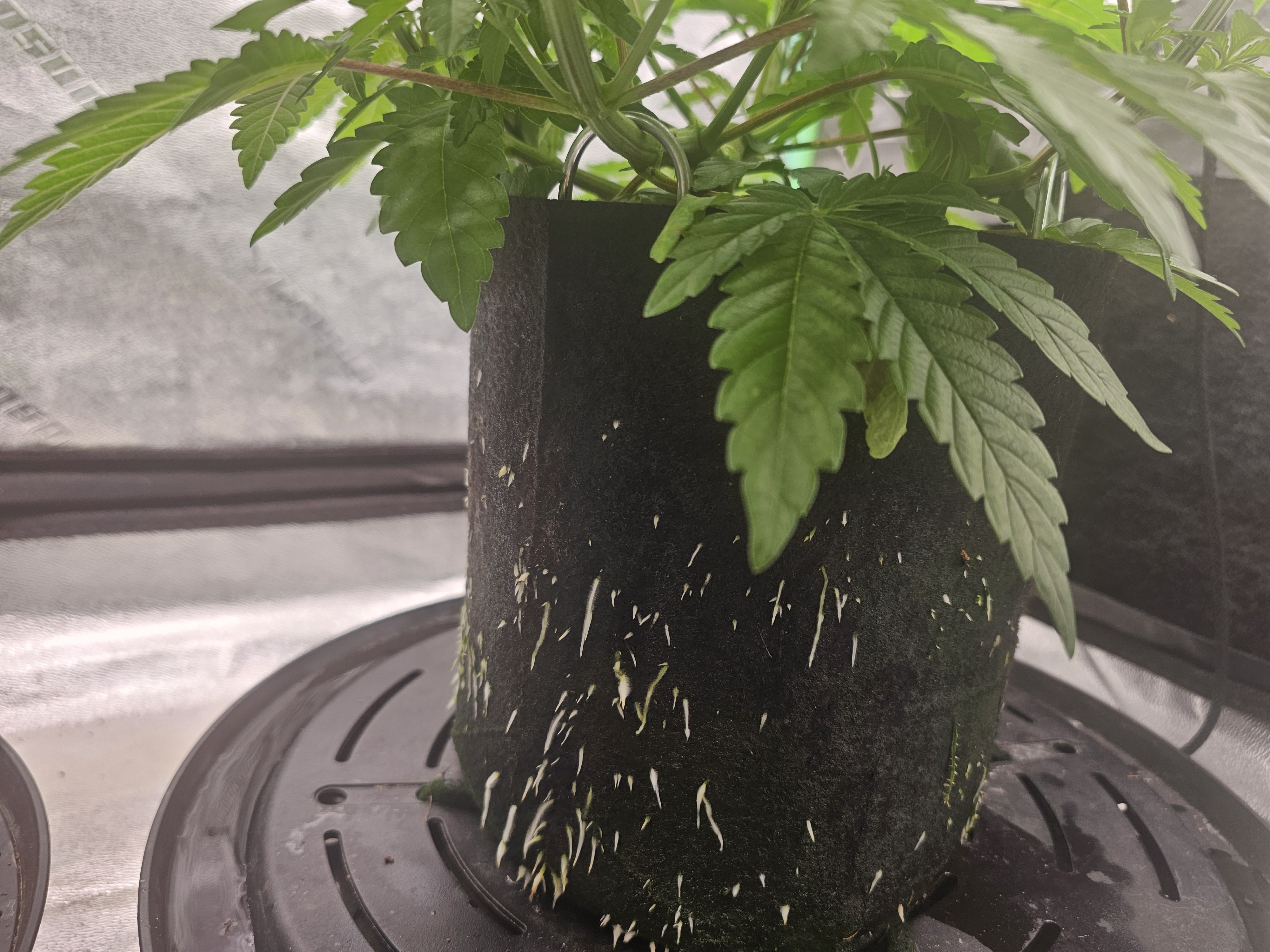 first grow — vegetative, day 49