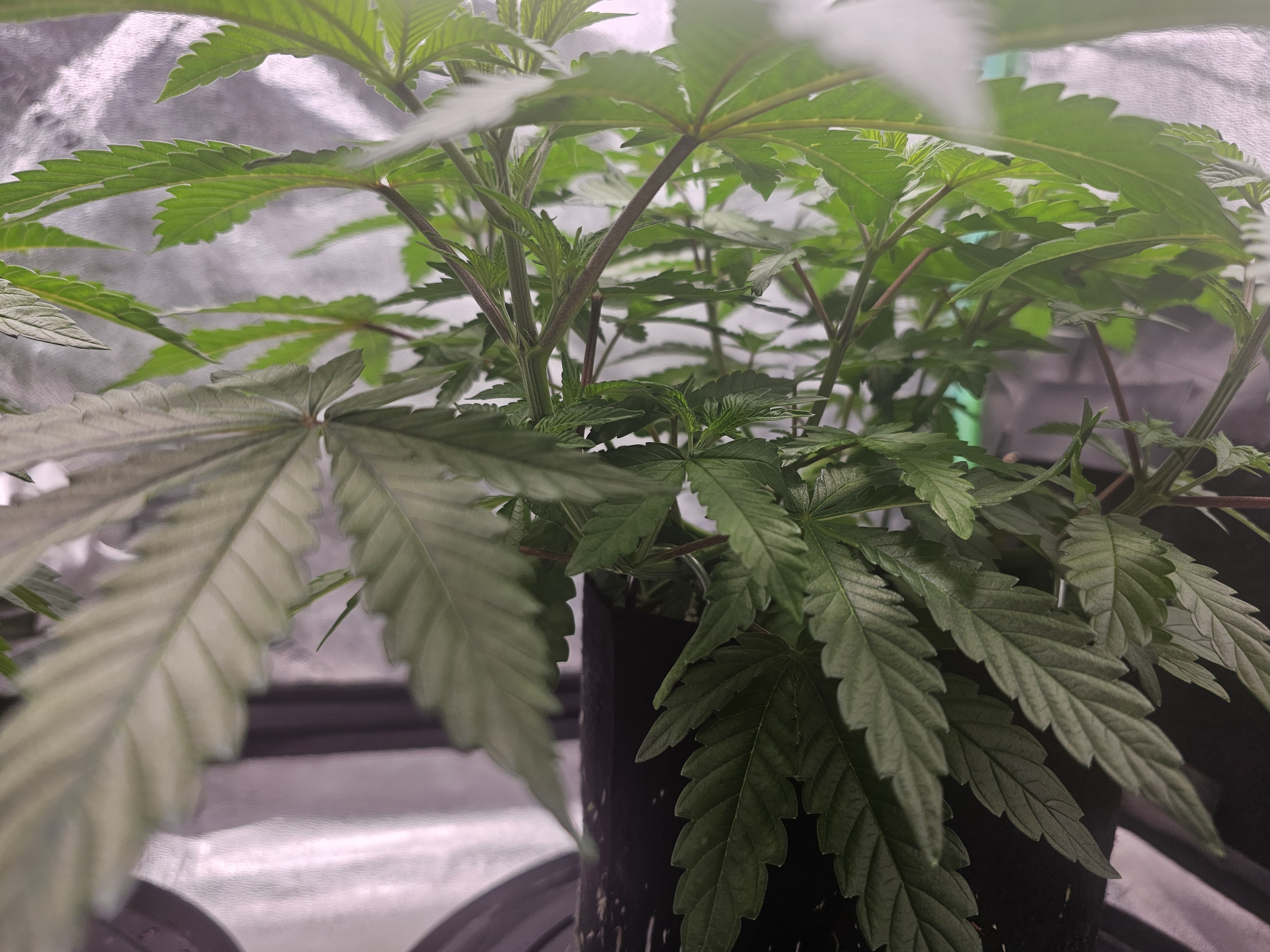 first grow — vegetative, day 49