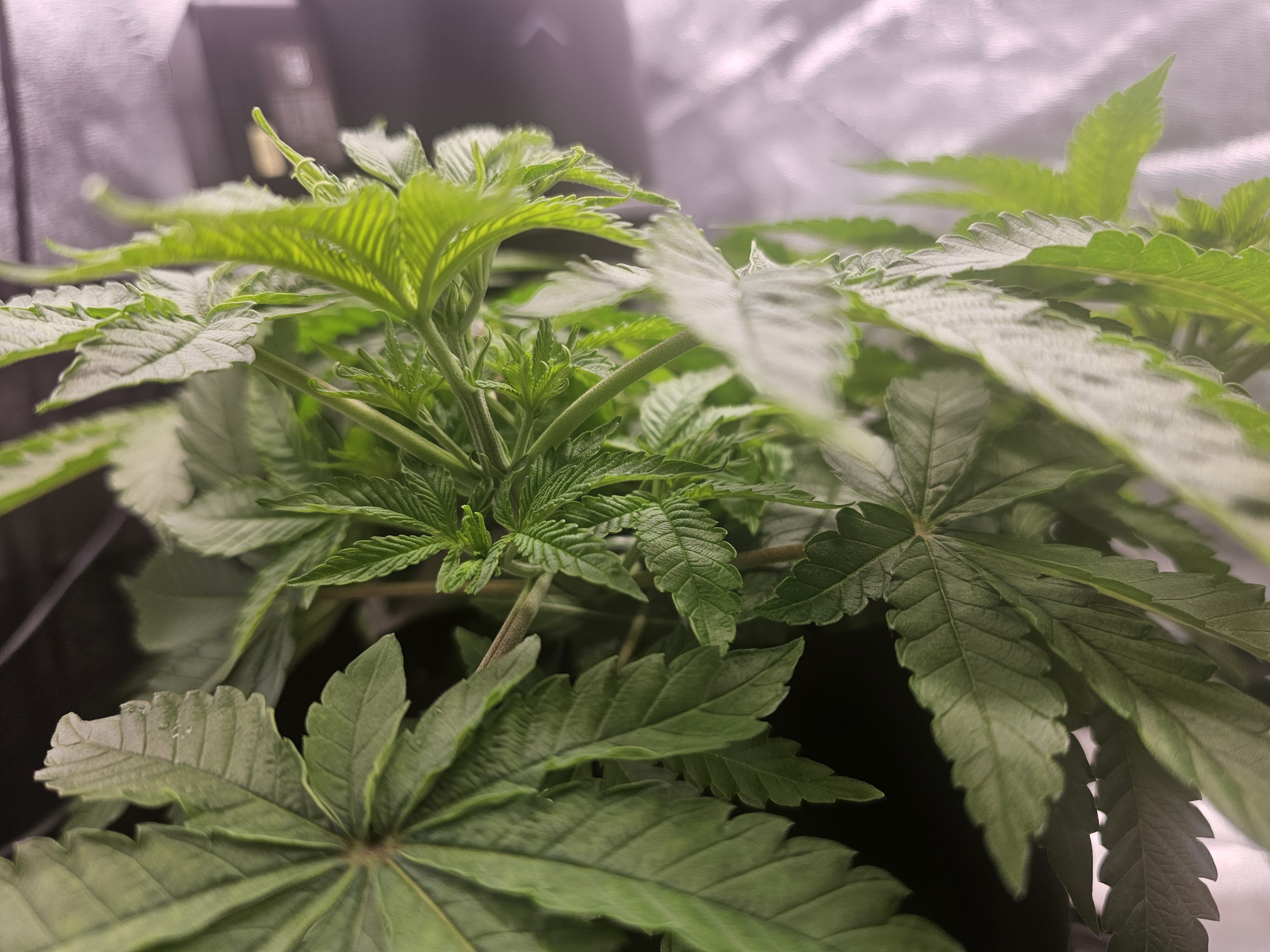 first grow — vegetative, day 49