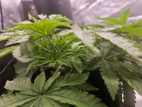 first grow — vegetative, day 49