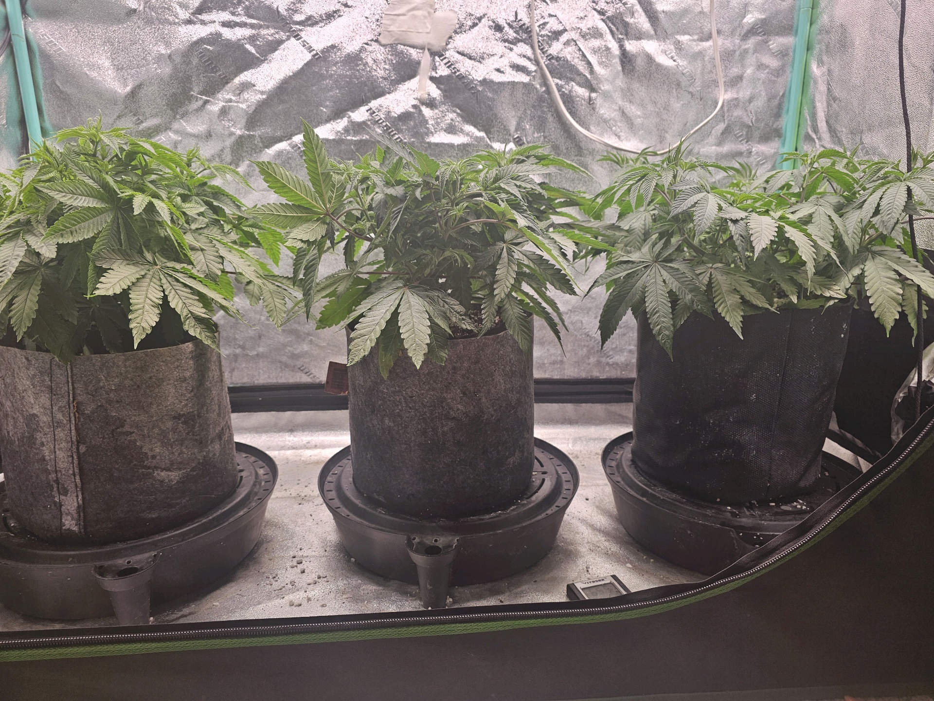 first grow — vegetative, day 55