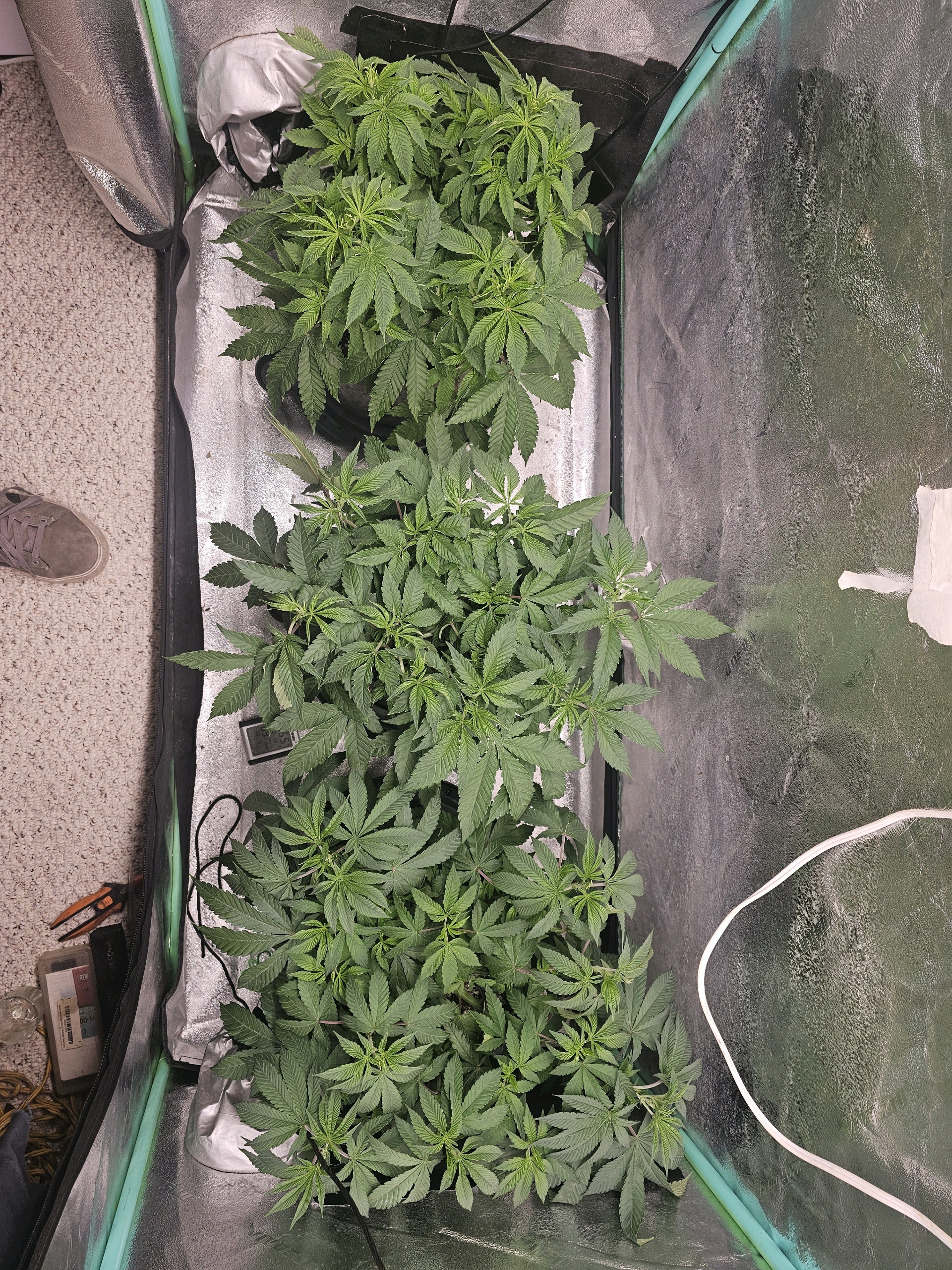 first grow — vegetative, day 55