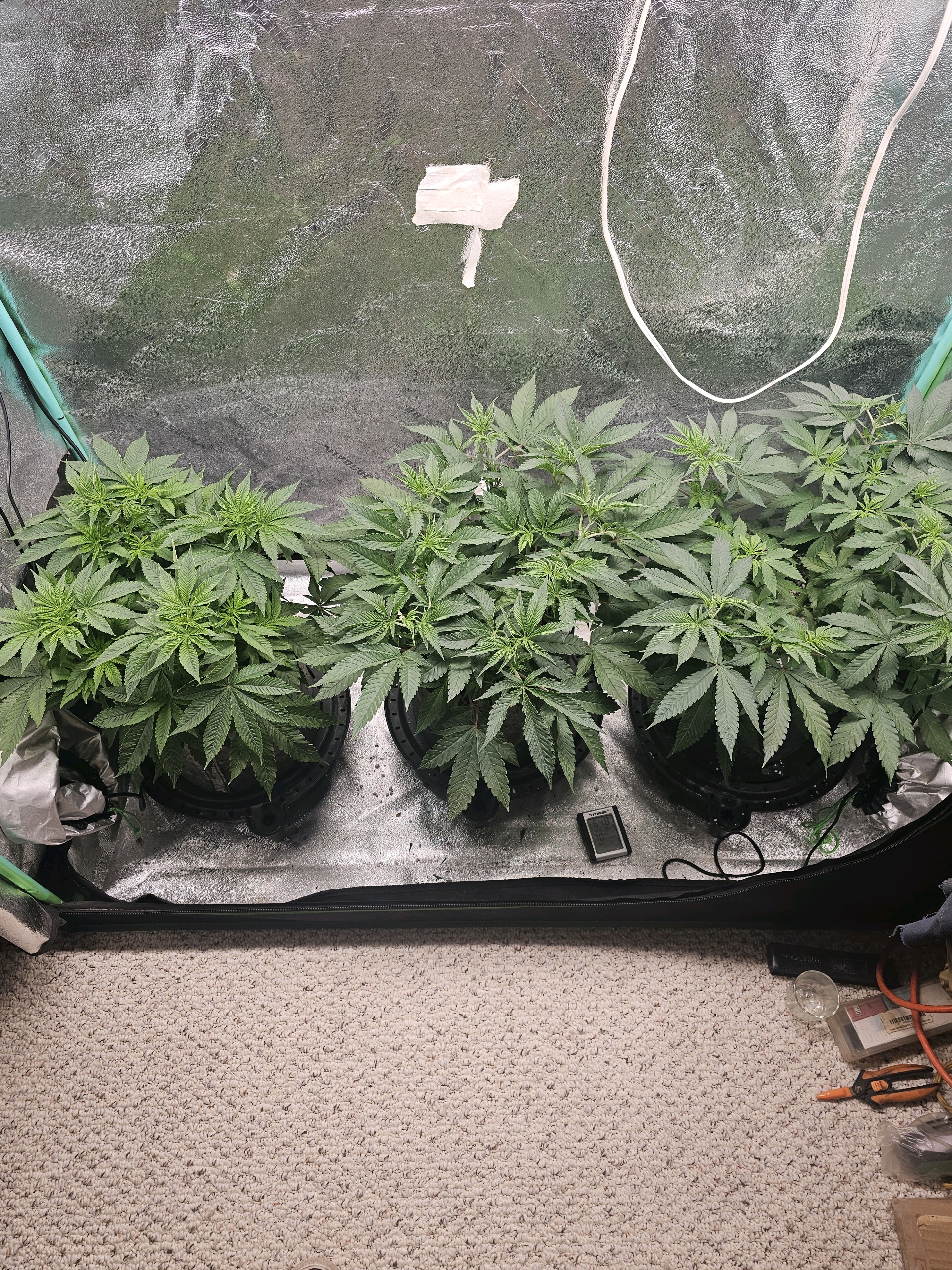 first grow — flower, day 57