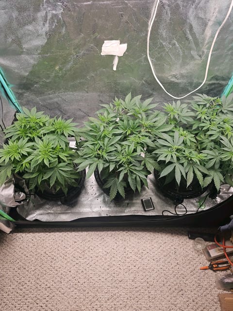 first grow — flower, day 57