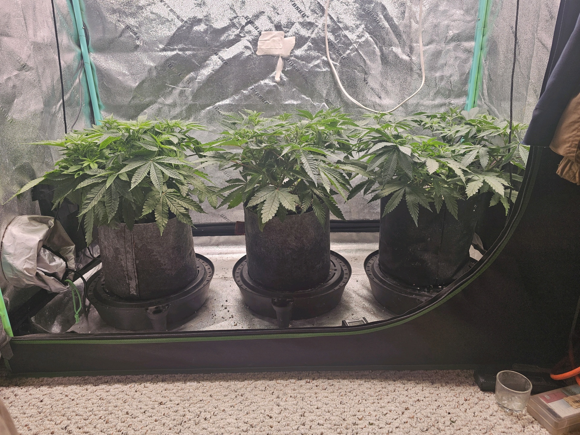 first grow — flower, day 57