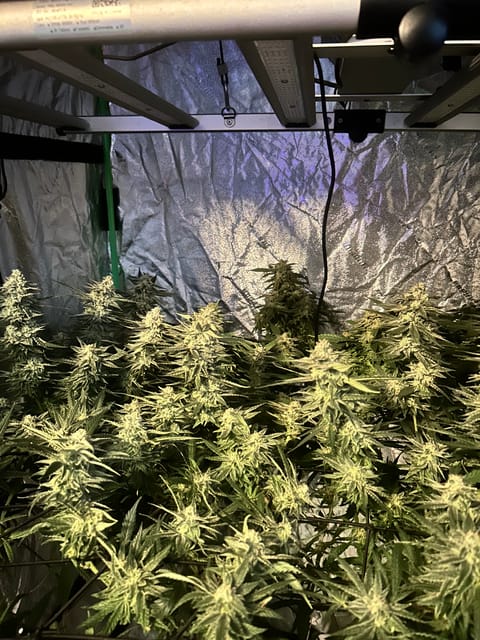 magic room — flower, day 1