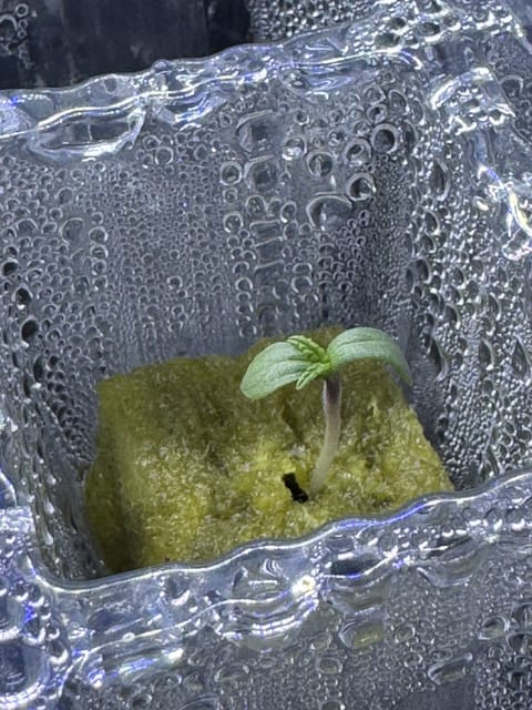 fat banana auto — grow_setup, day 1