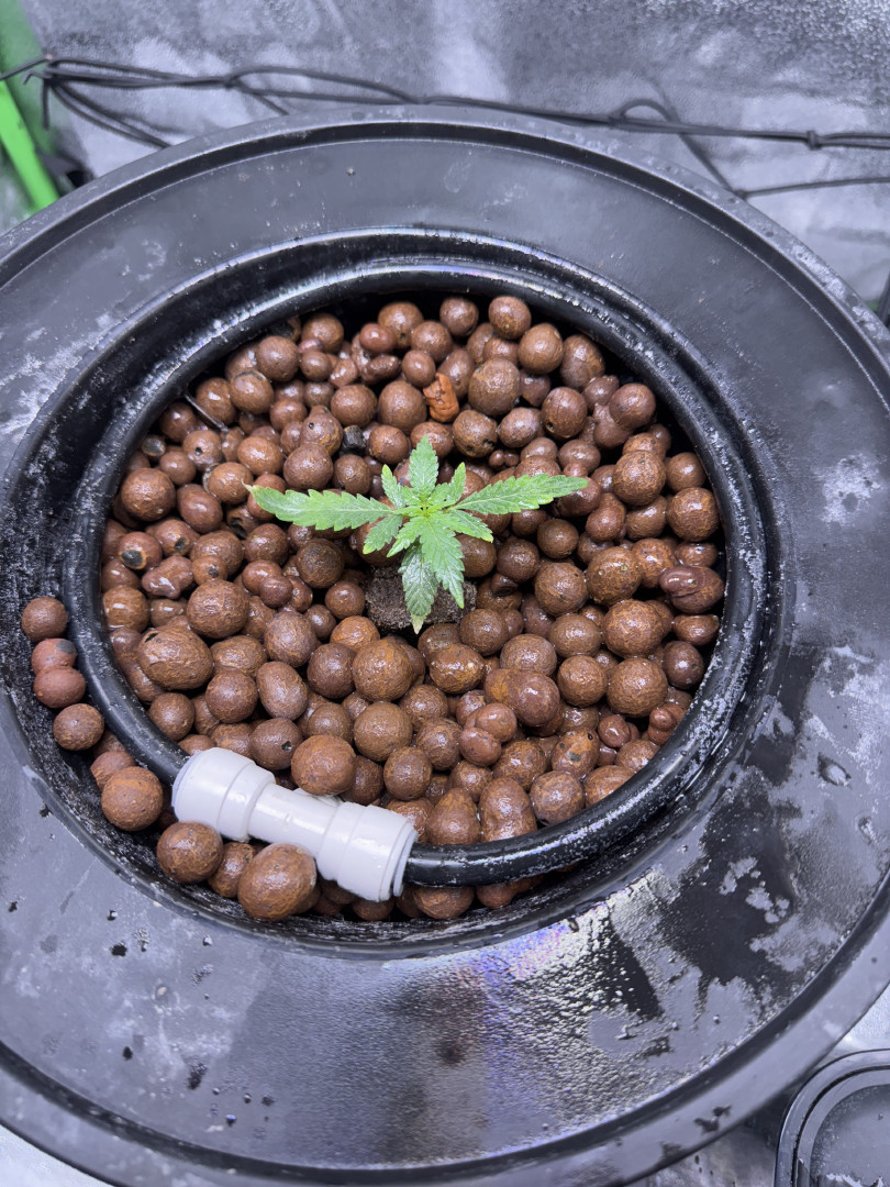 fat banana auto — grow_setup, day 18