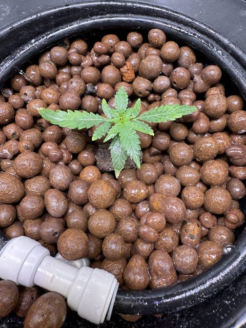 fat banana auto
