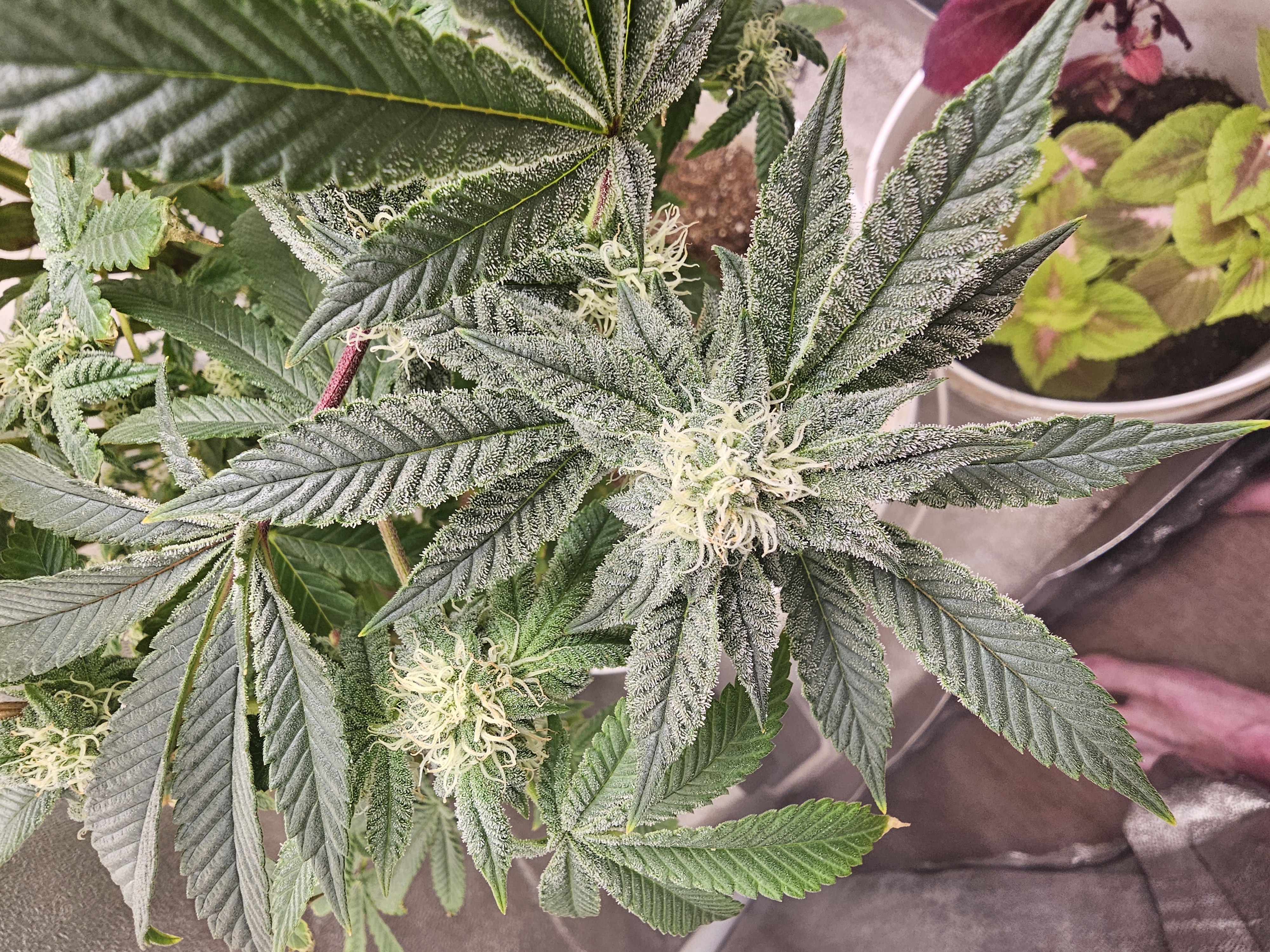 Wrecked Mexican — flower, day 50