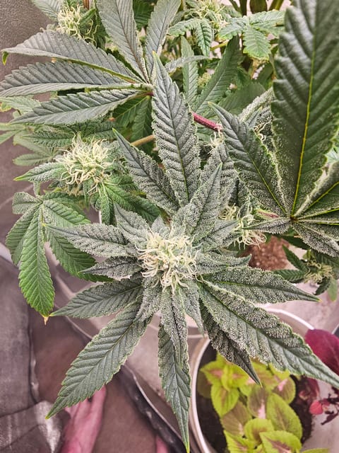 Wrecked Mexican — flower, day 50