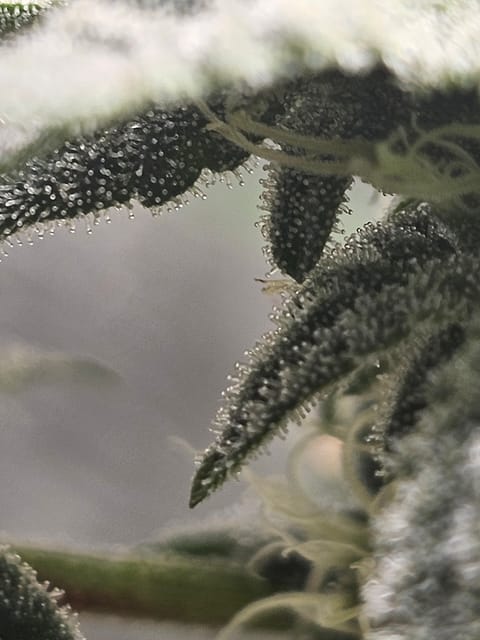 Wrecked Mexican — flower, day 50