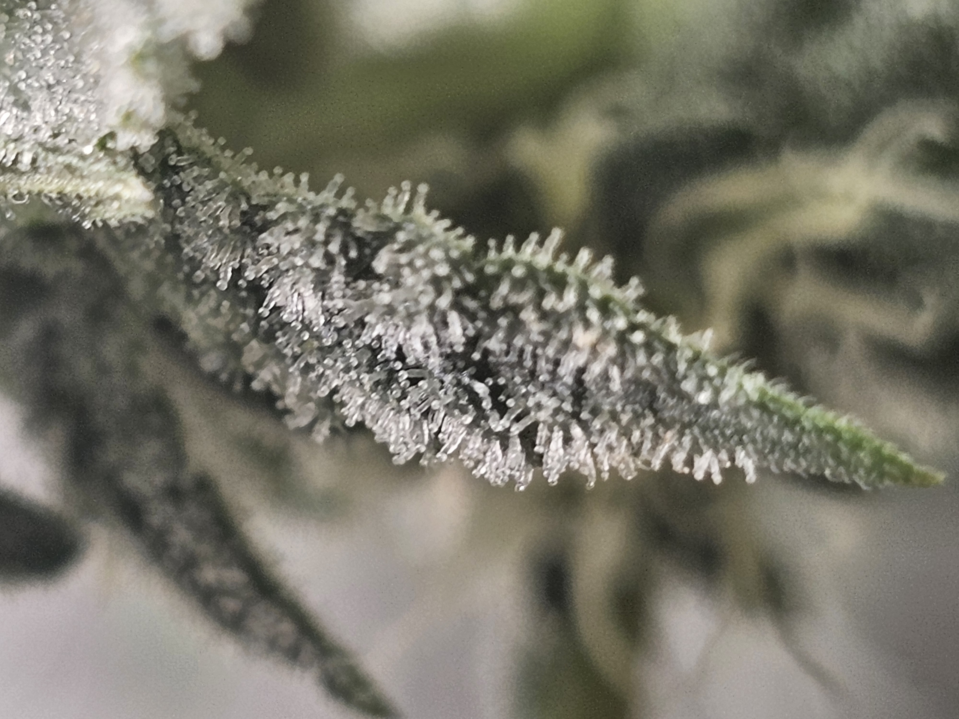 Wrecked Mexican — flower, day 50