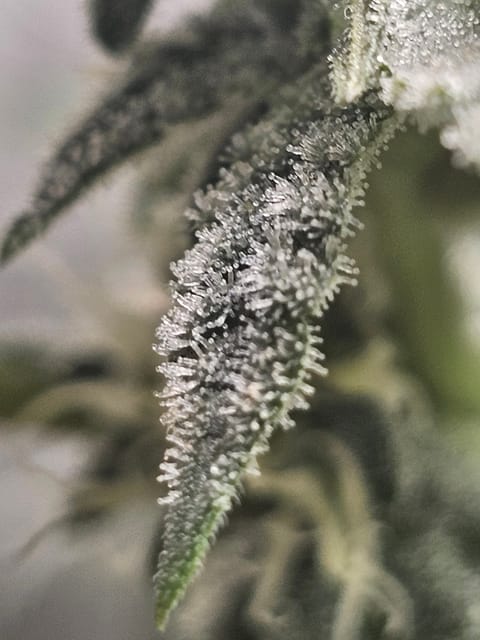 Wrecked Mexican — flower, day 50