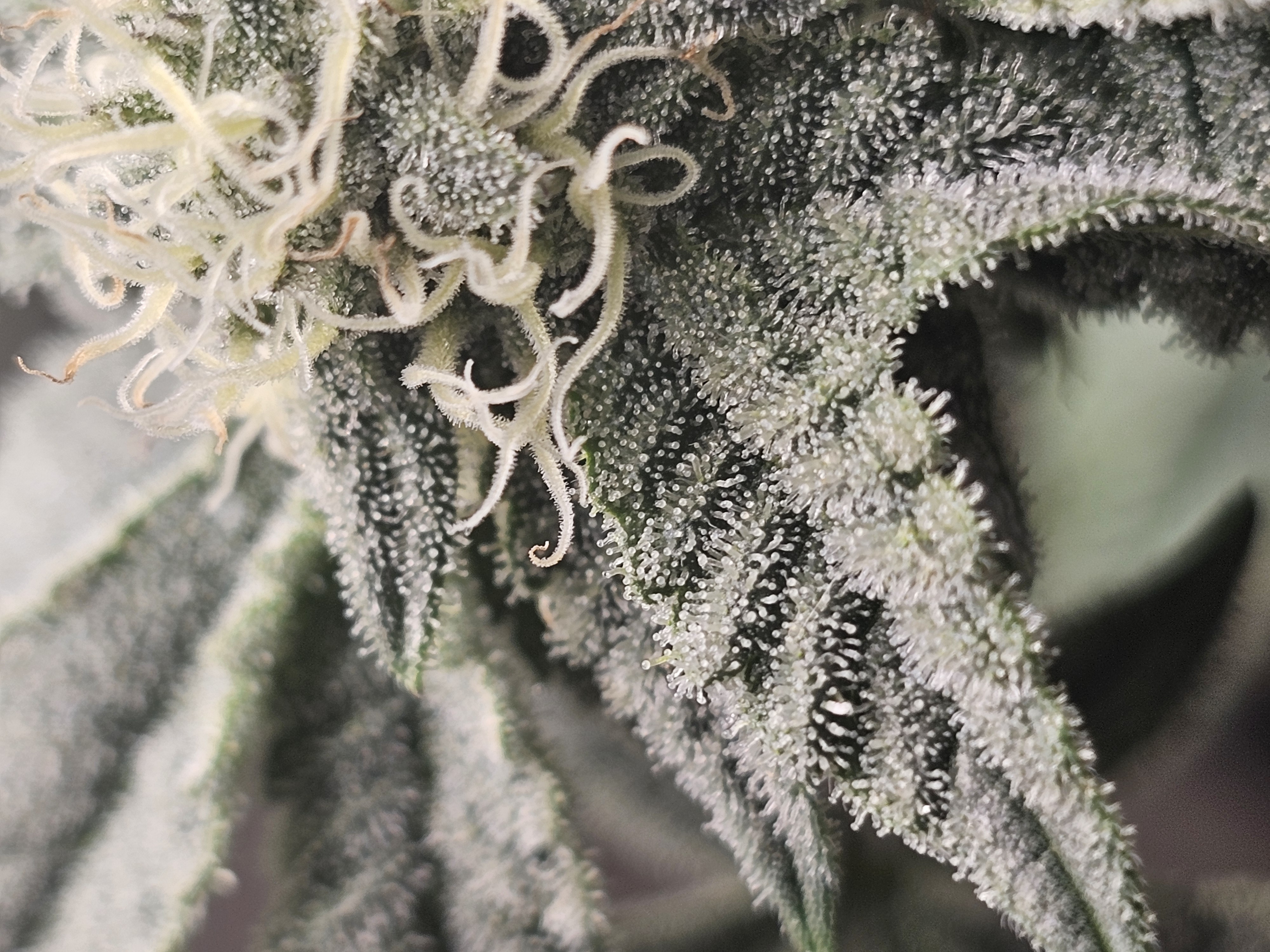 Wrecked Mexican — none, day 54