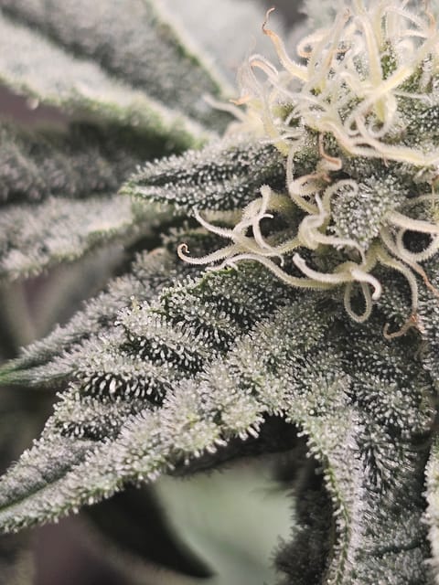 Wrecked Mexican — none, day 54