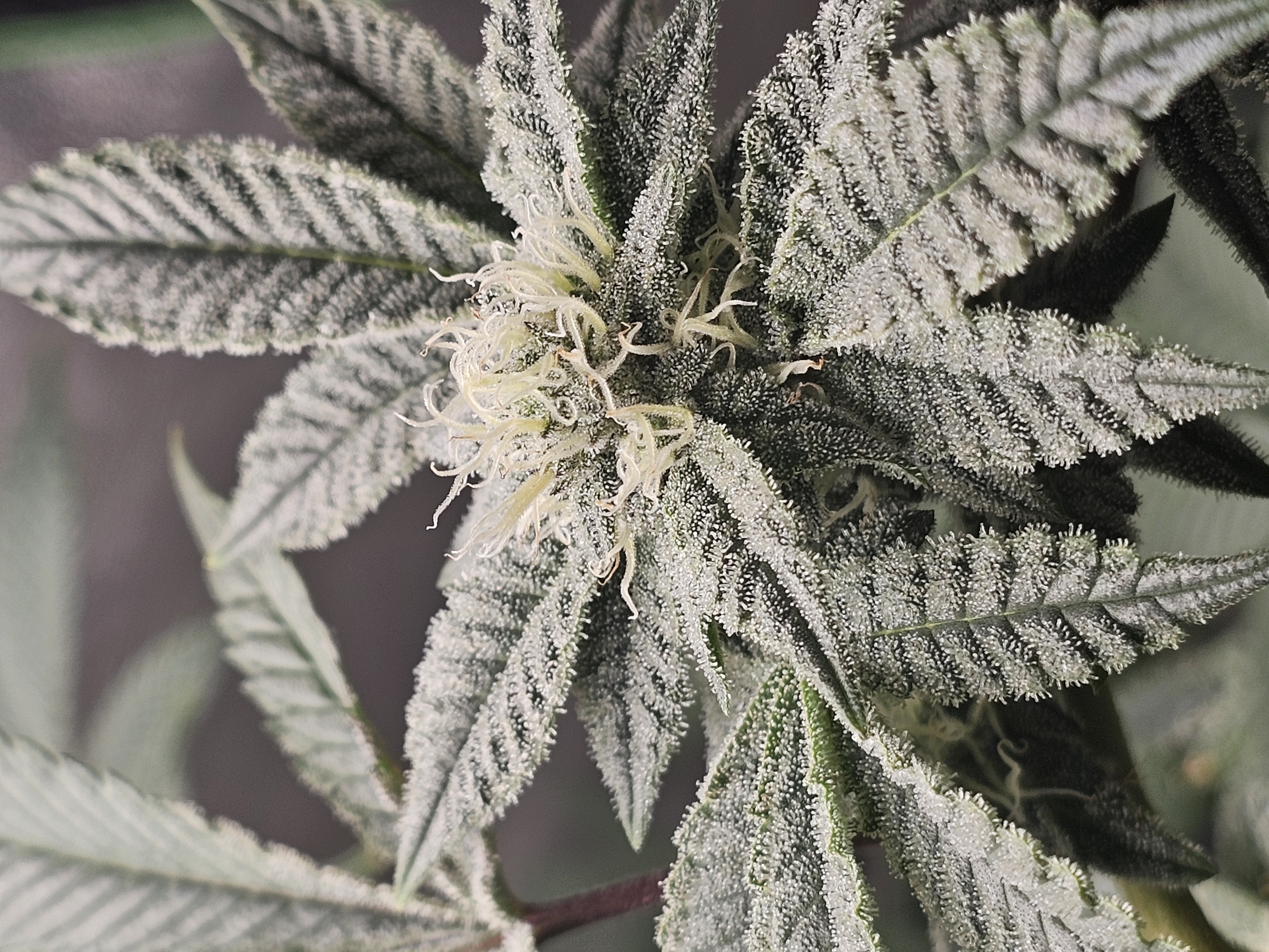 Wrecked Mexican — none, day 54