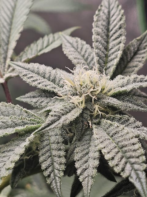 Wrecked Mexican — none, day 54