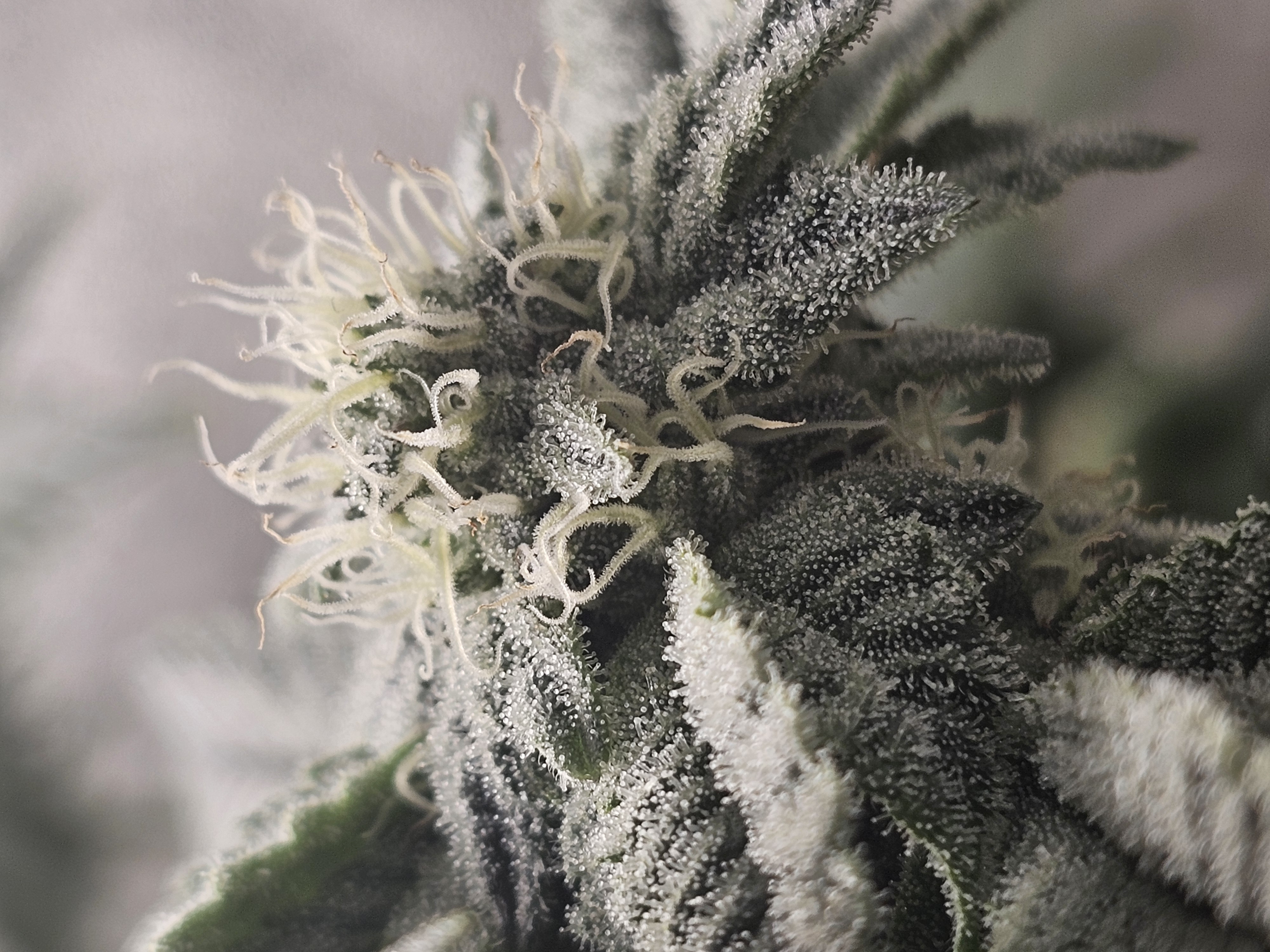 Wrecked Mexican — none, day 54