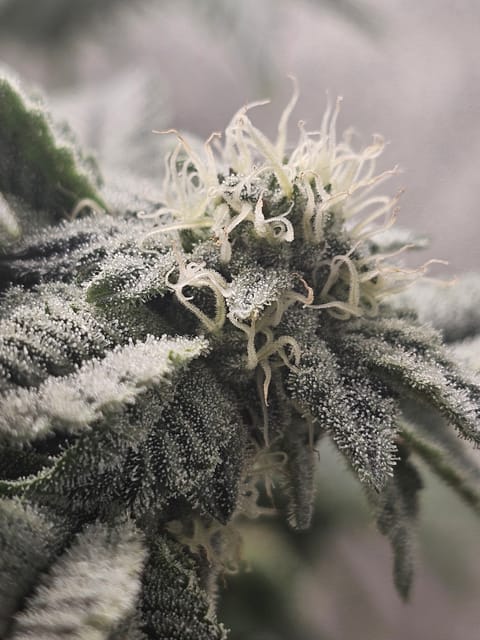 Wrecked Mexican — none, day 54