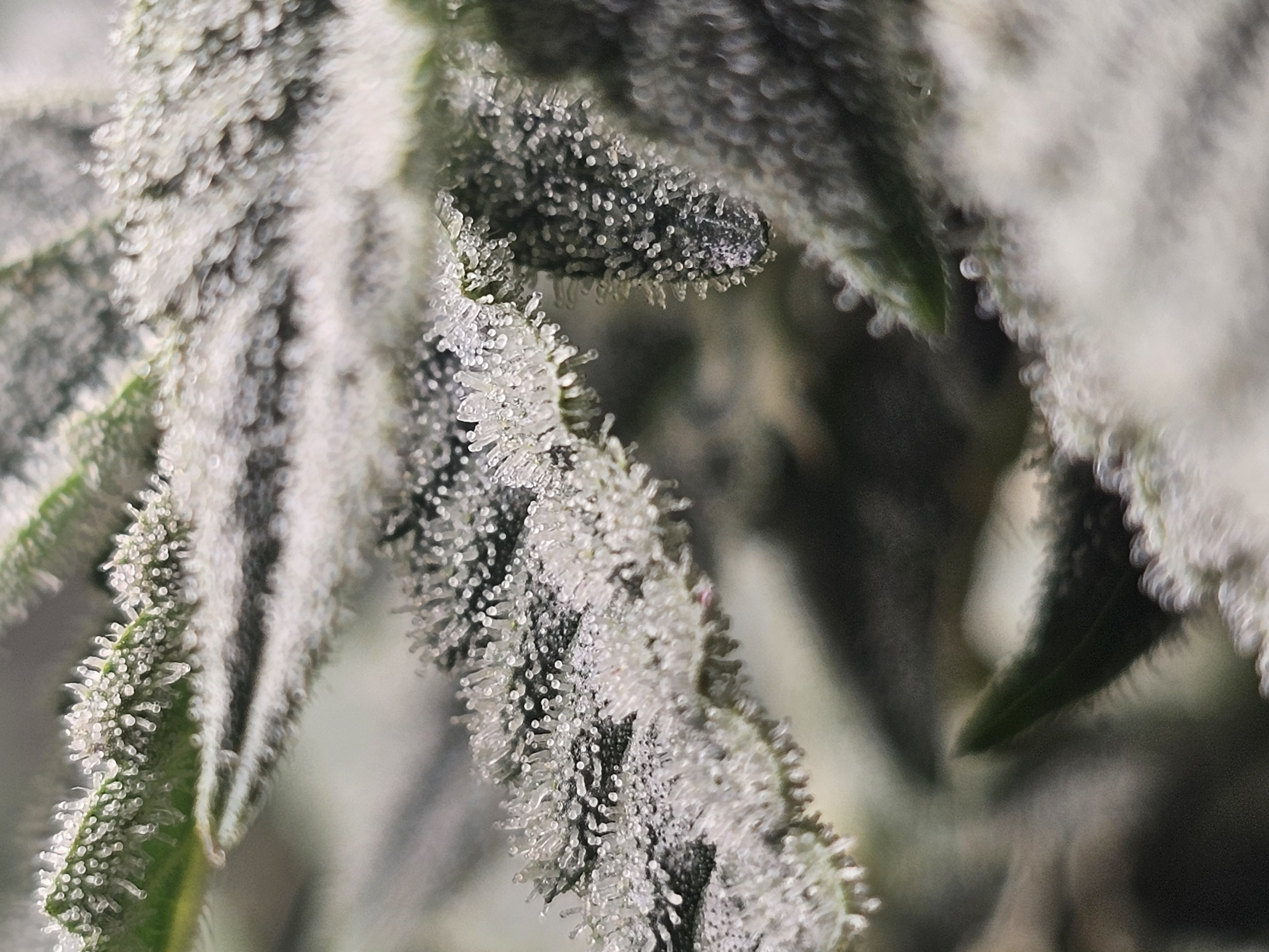 Wrecked Mexican — flower, day 55