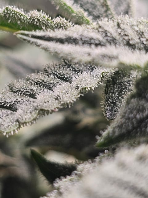 Wrecked Mexican — flower, day 55