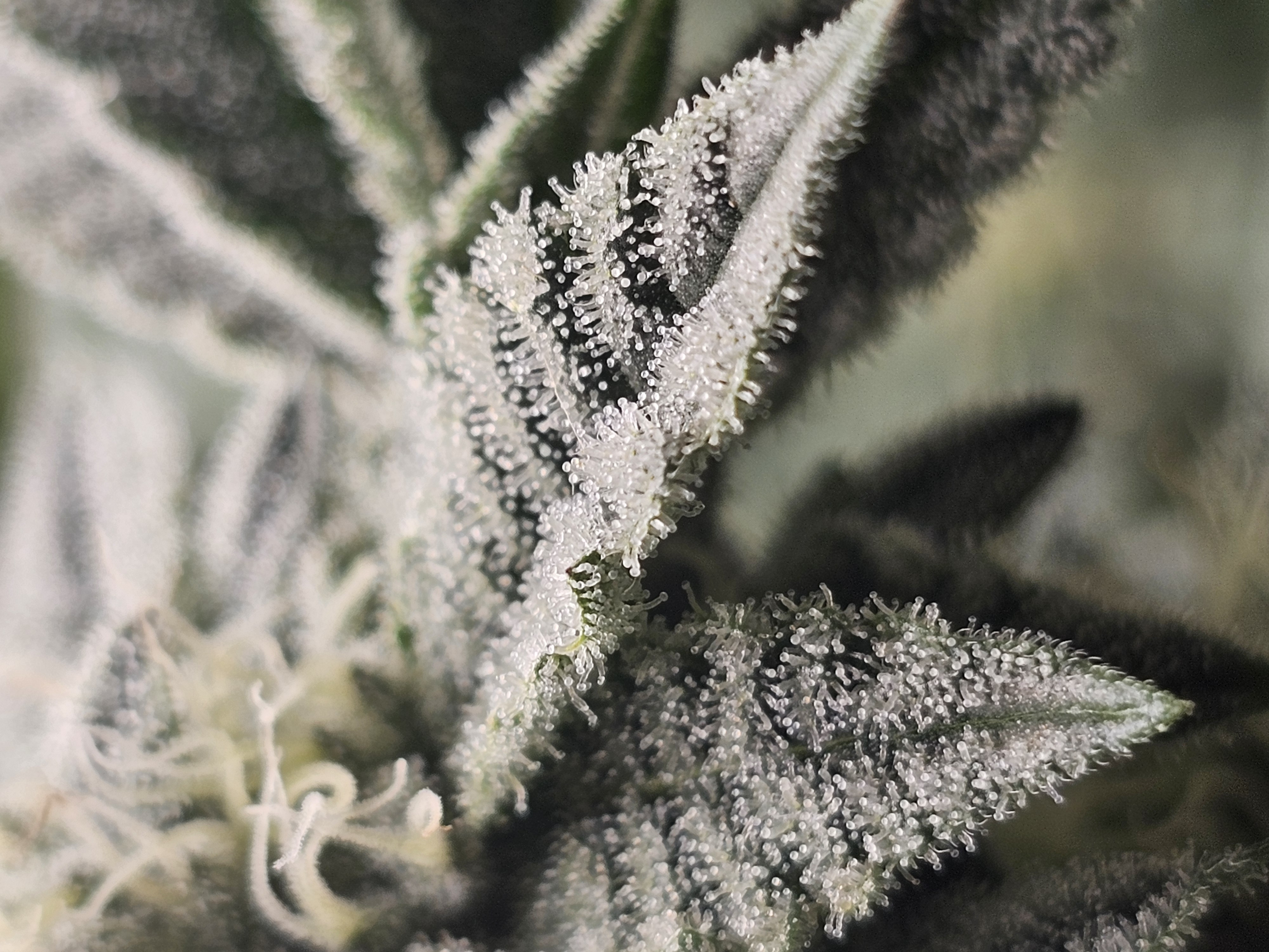 Wrecked Mexican — flower, day 55