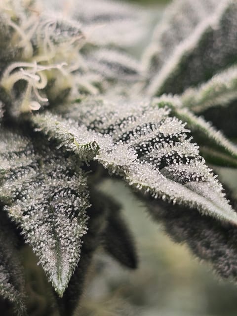 Wrecked Mexican — flower, day 55