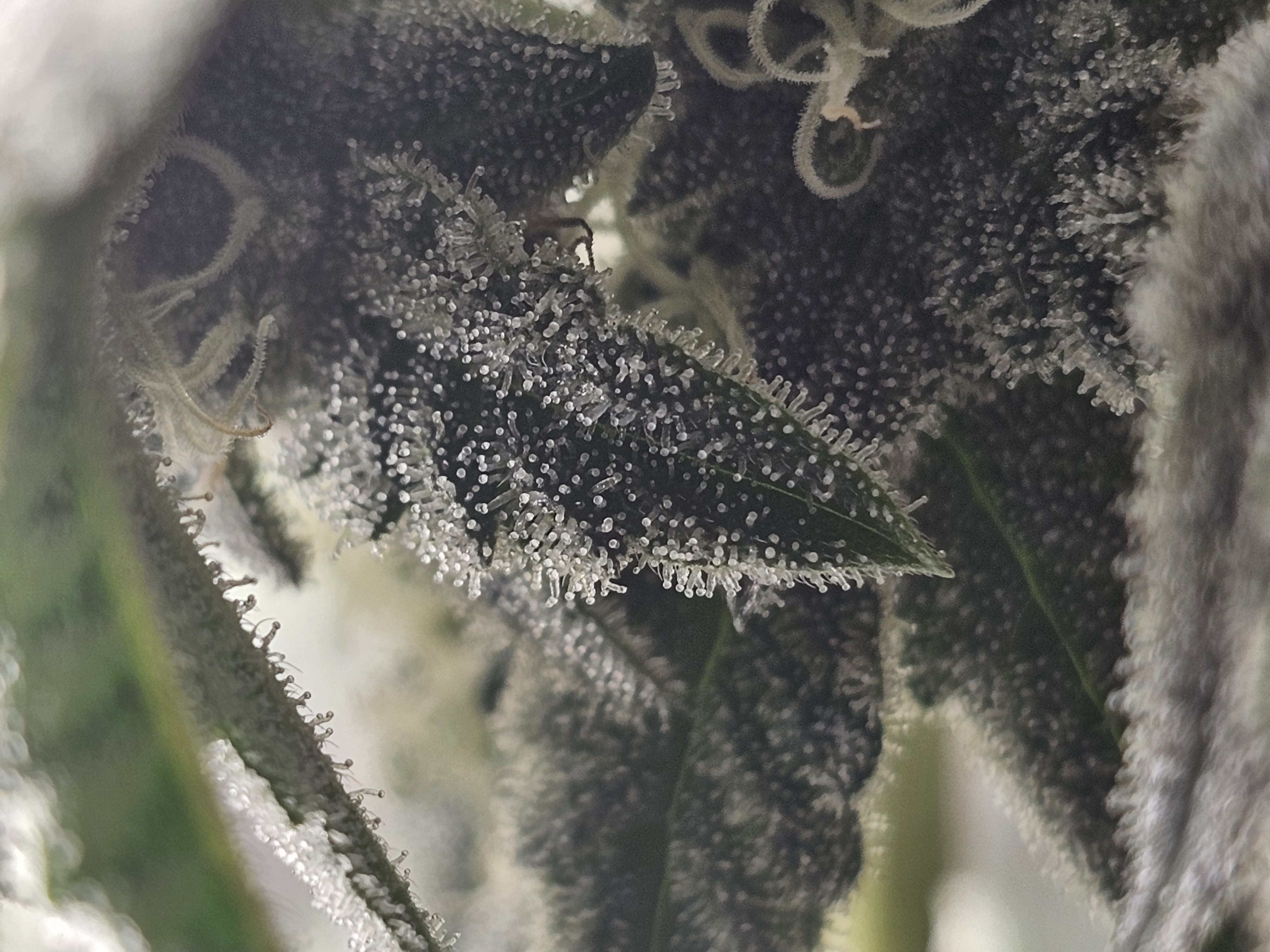 Wrecked Mexican — flower, day 55