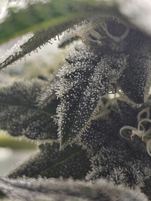 Wrecked Mexican — flower, day 55