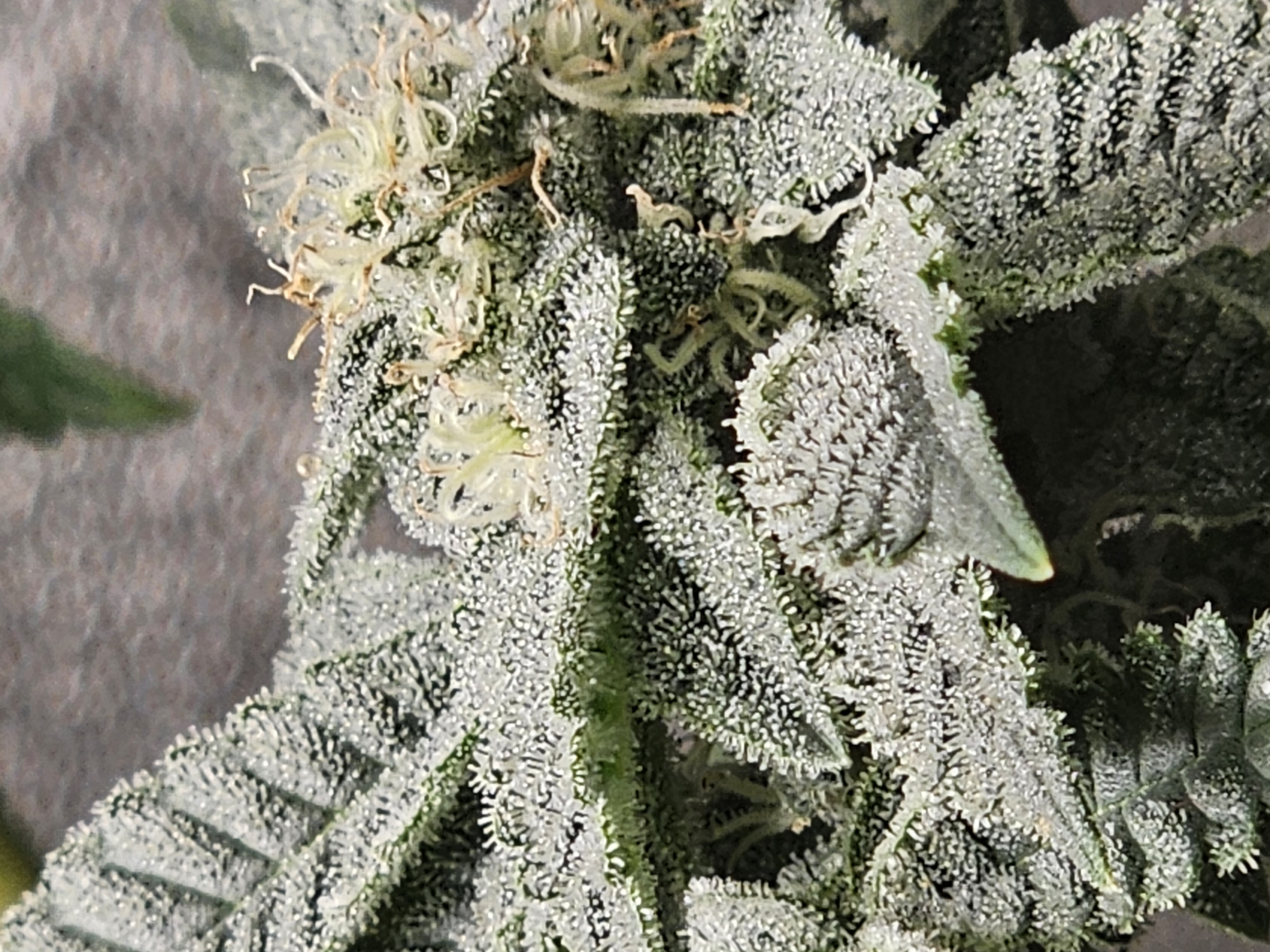 Wrecked Mexican — none, day 59