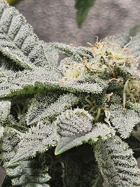Wrecked Mexican — none, day 59