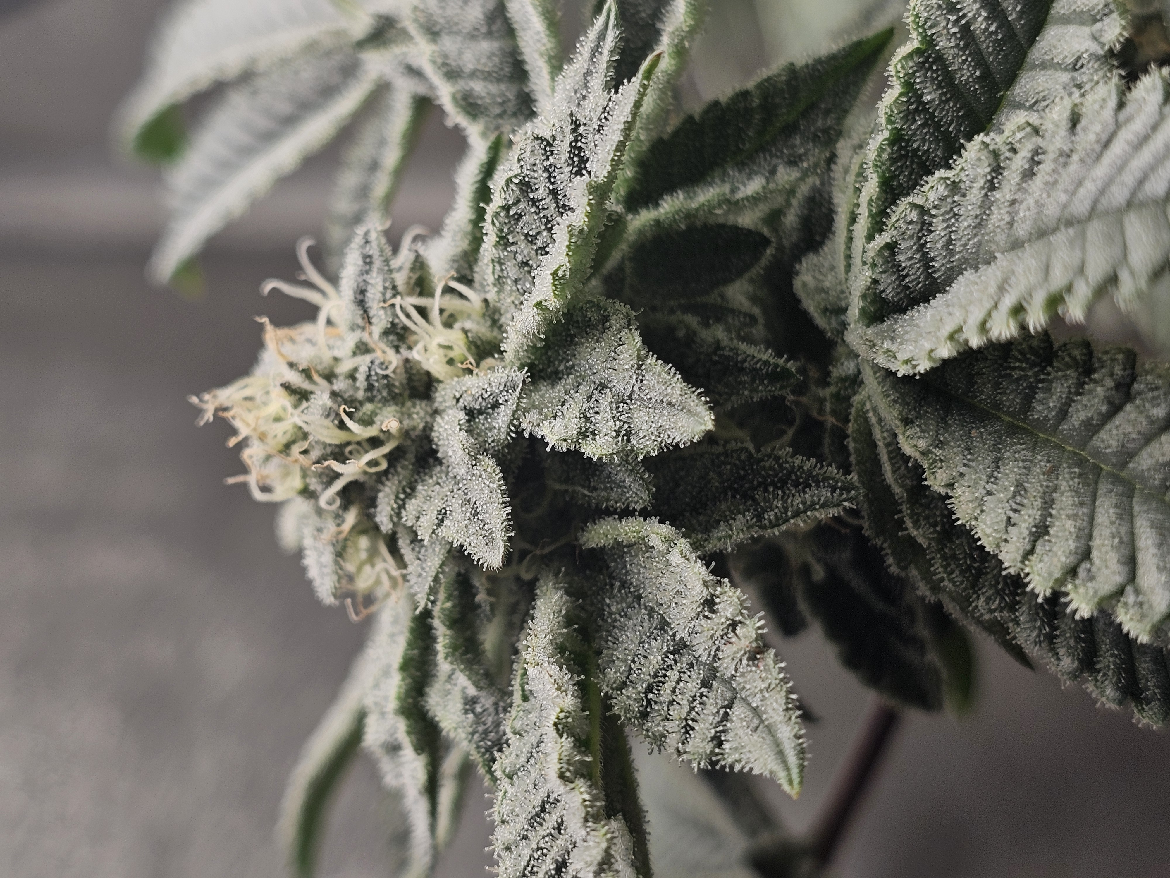 Wrecked Mexican — none, day 59